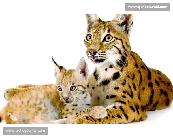 狼与山猫的生存对决揭示荒野力量与智慧的终极较量背后的自然法则